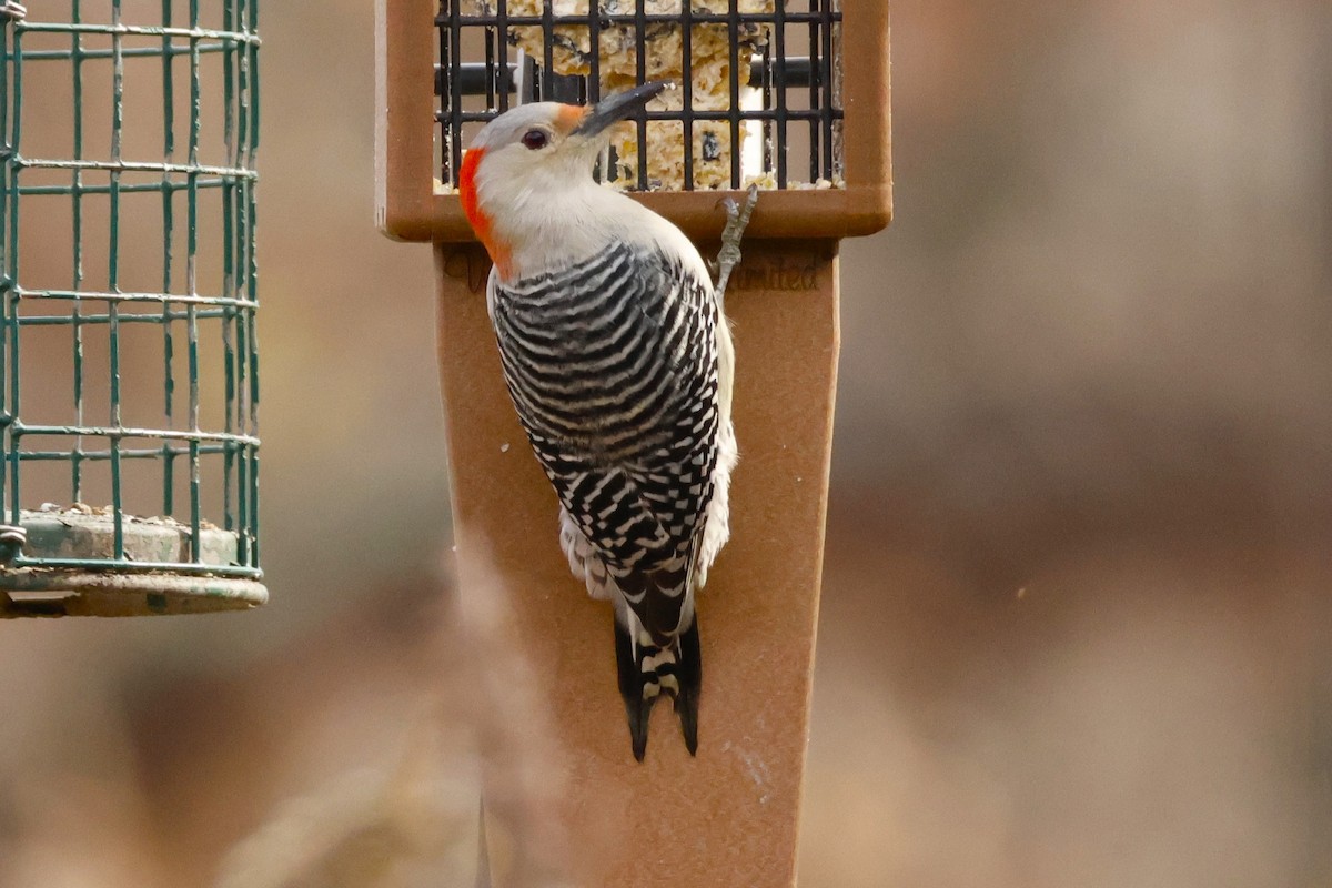 Red-bellied Woodpecker - ML645866558