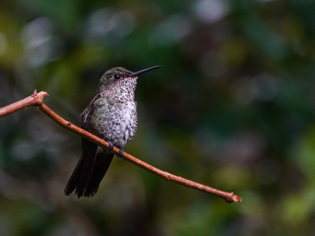 Colibri grivelé - ML645866560