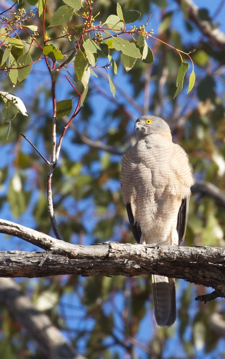 Collared Sparrowhawk - ML645866565