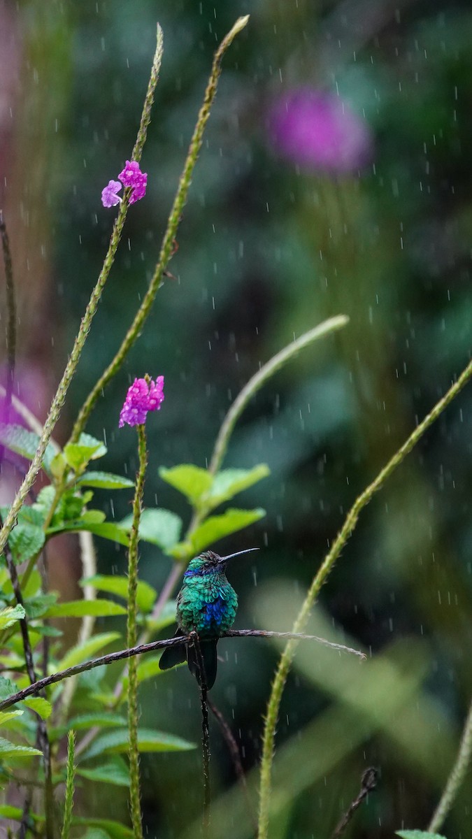 fiolørekolibri - ML645866567