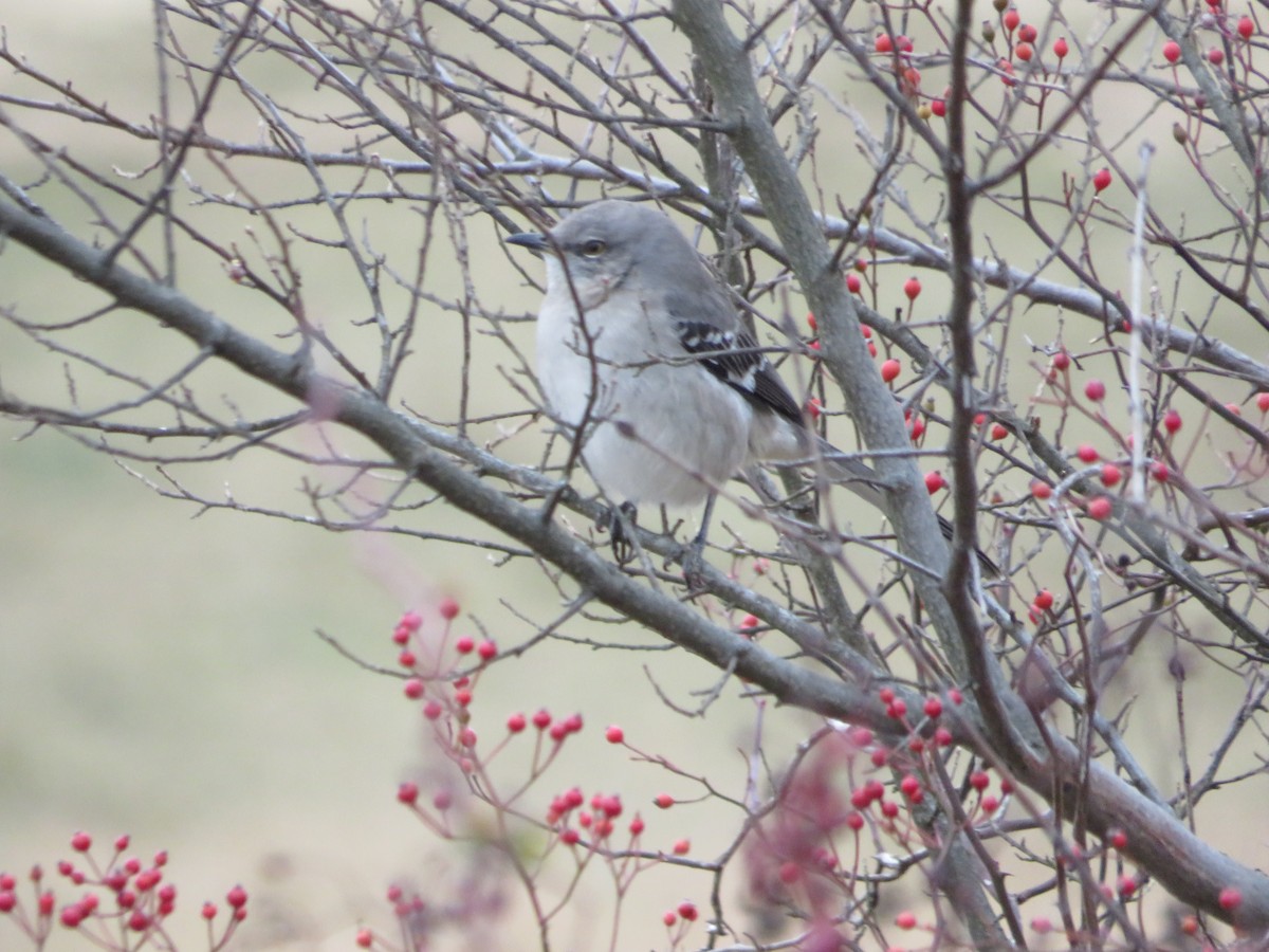 Northern Mockingbird - ML645866568