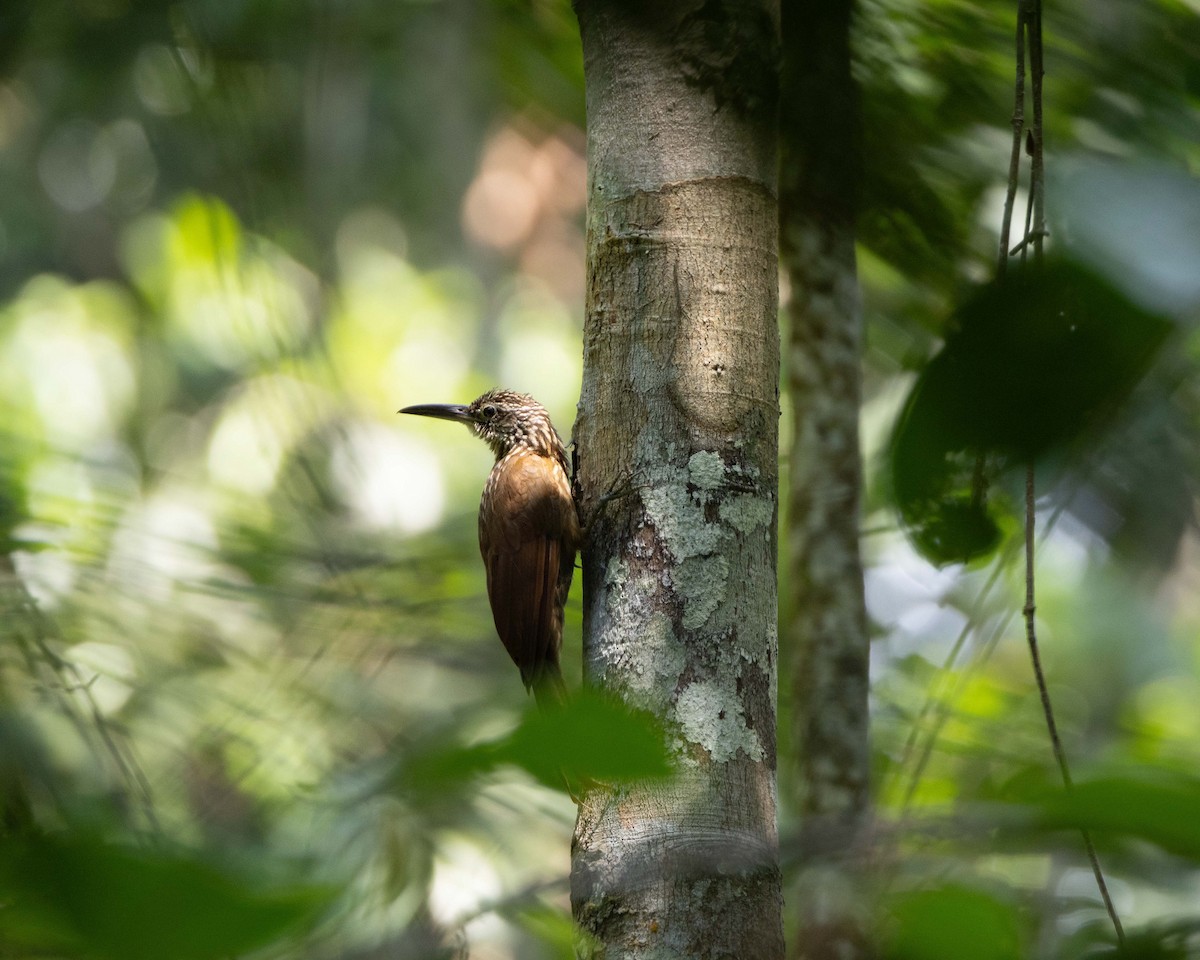 Striped Woodcreeper - ML645866576