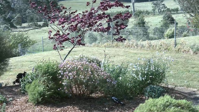 Australian Magpie (White-backed) - ML645866582