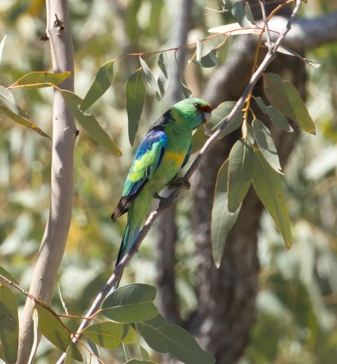 Australian Ringneck - ML645866583