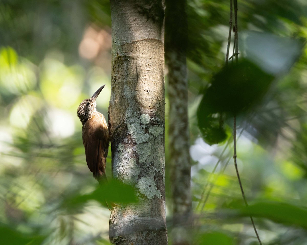 Striped Woodcreeper - ML645866587
