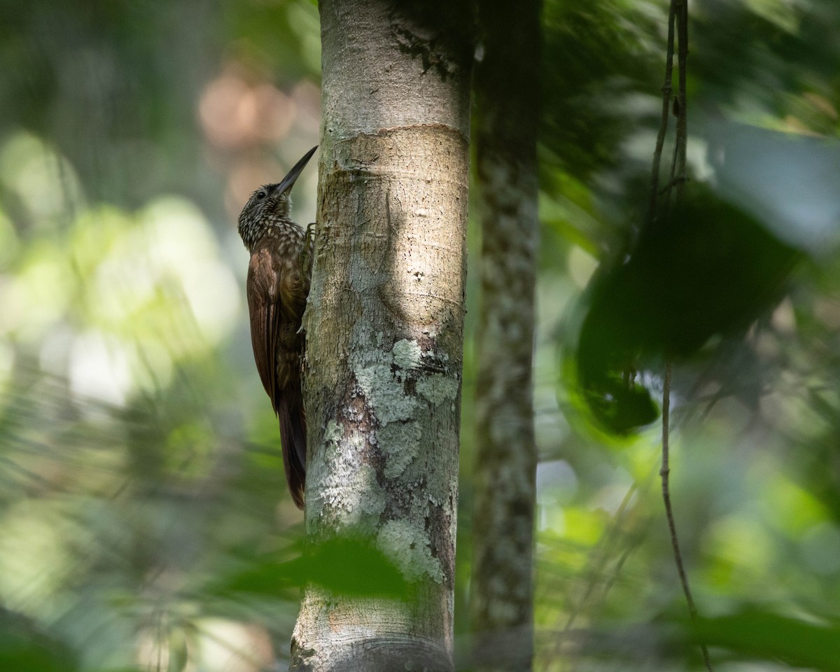 Striped Woodcreeper - ML645866588