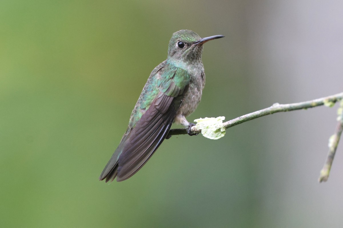 Scaly-breasted Hummingbird - ML645866590