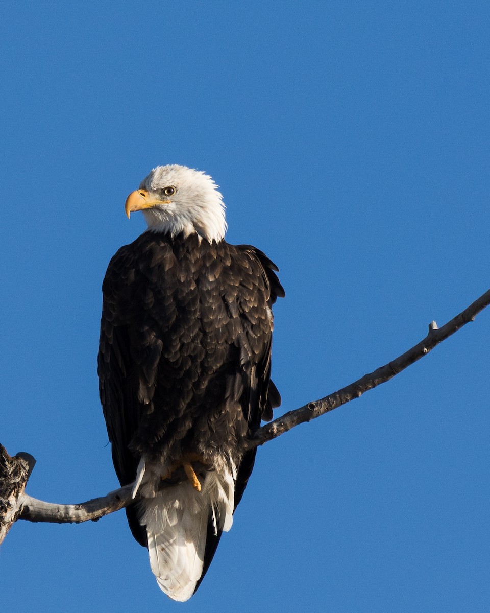 orel bělohlavý - ML645866591
