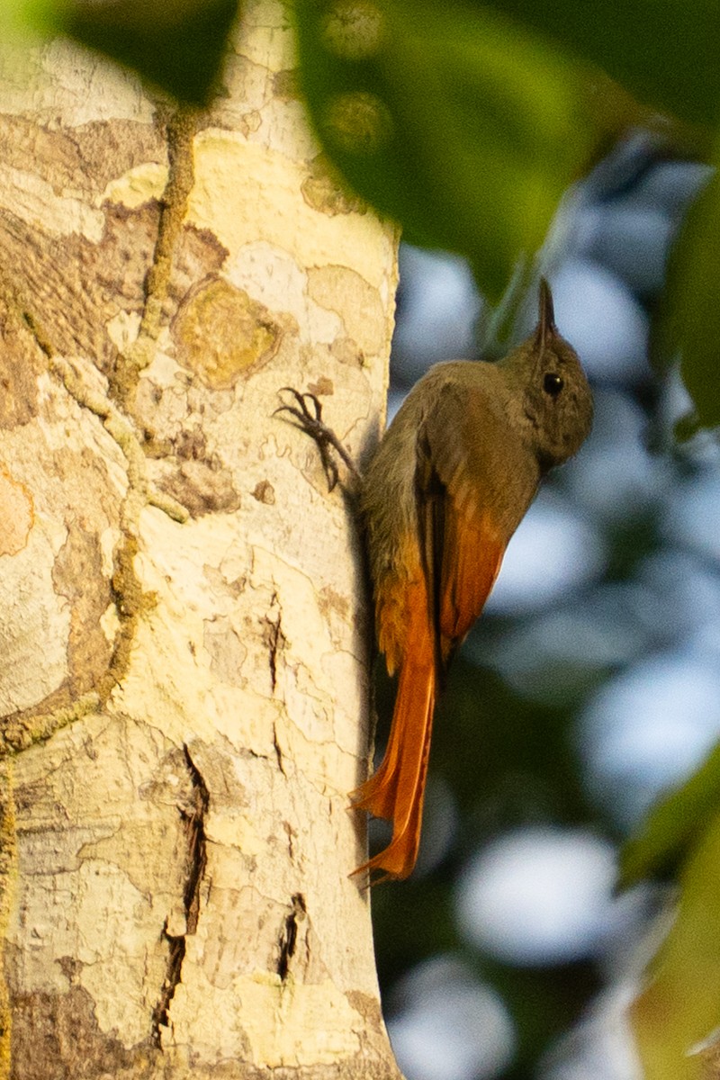 Olivaceous Woodcreeper - ML645866596
