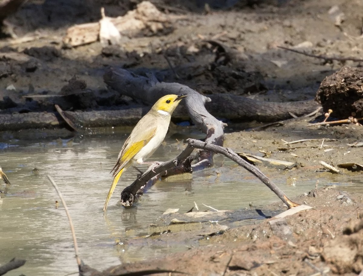 White-plumed Honeyeater - ML645866597