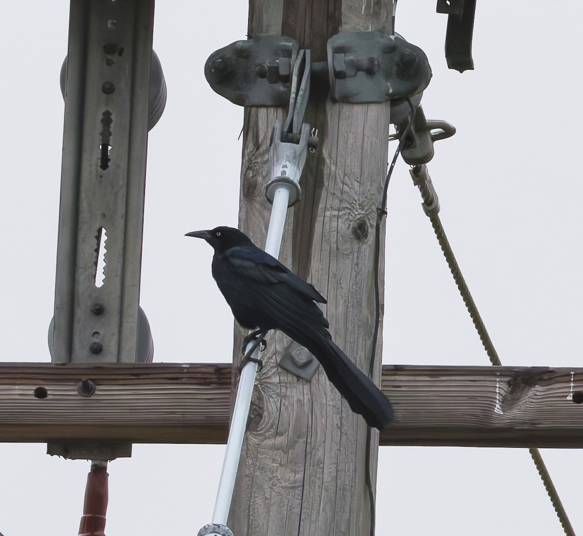 Great-tailed Grackle - ML645866601