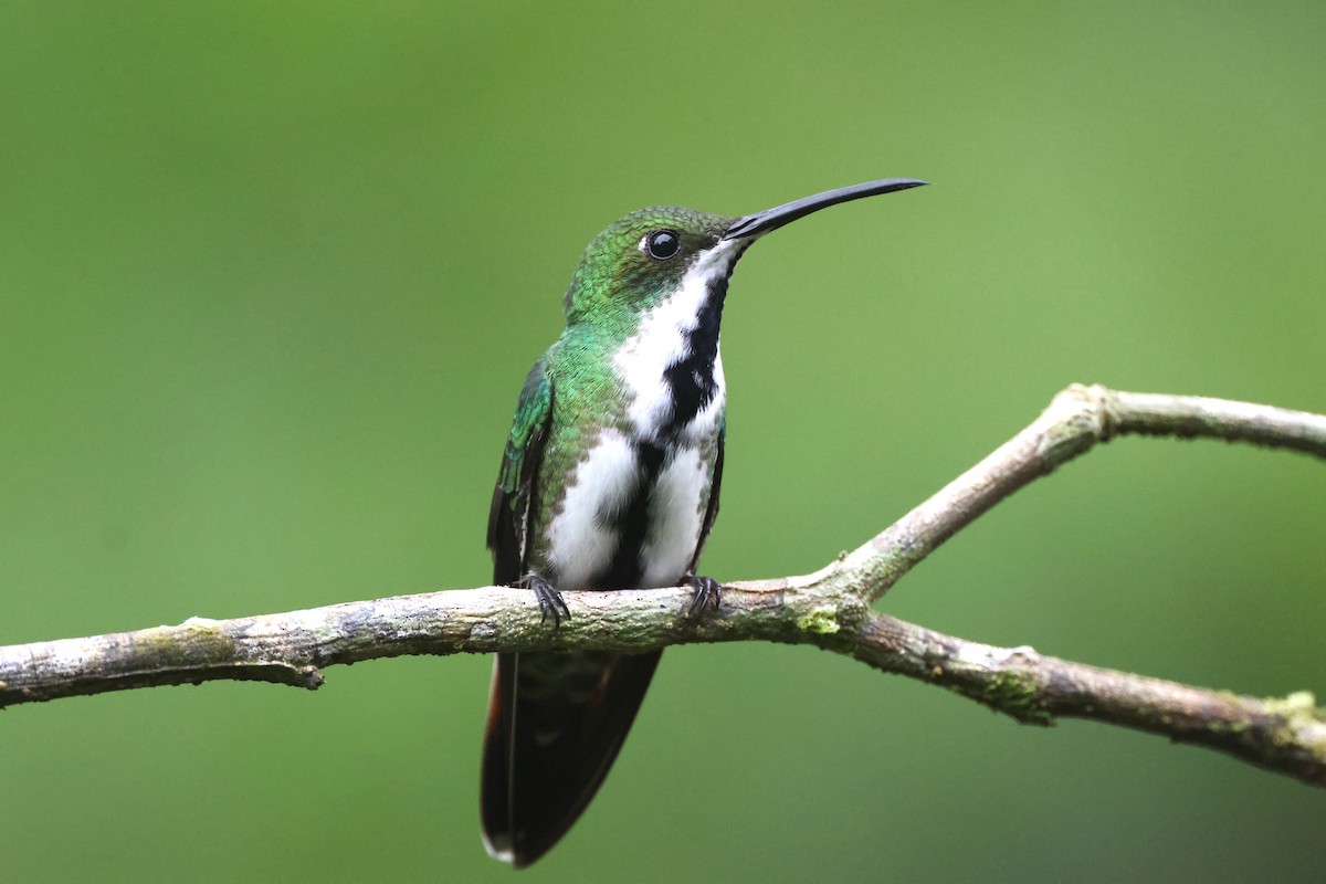 Black-throated Mango - ML645866604