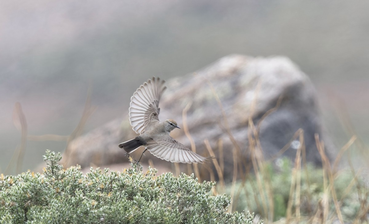 White-browed Ground-Tyrant - ML645866606