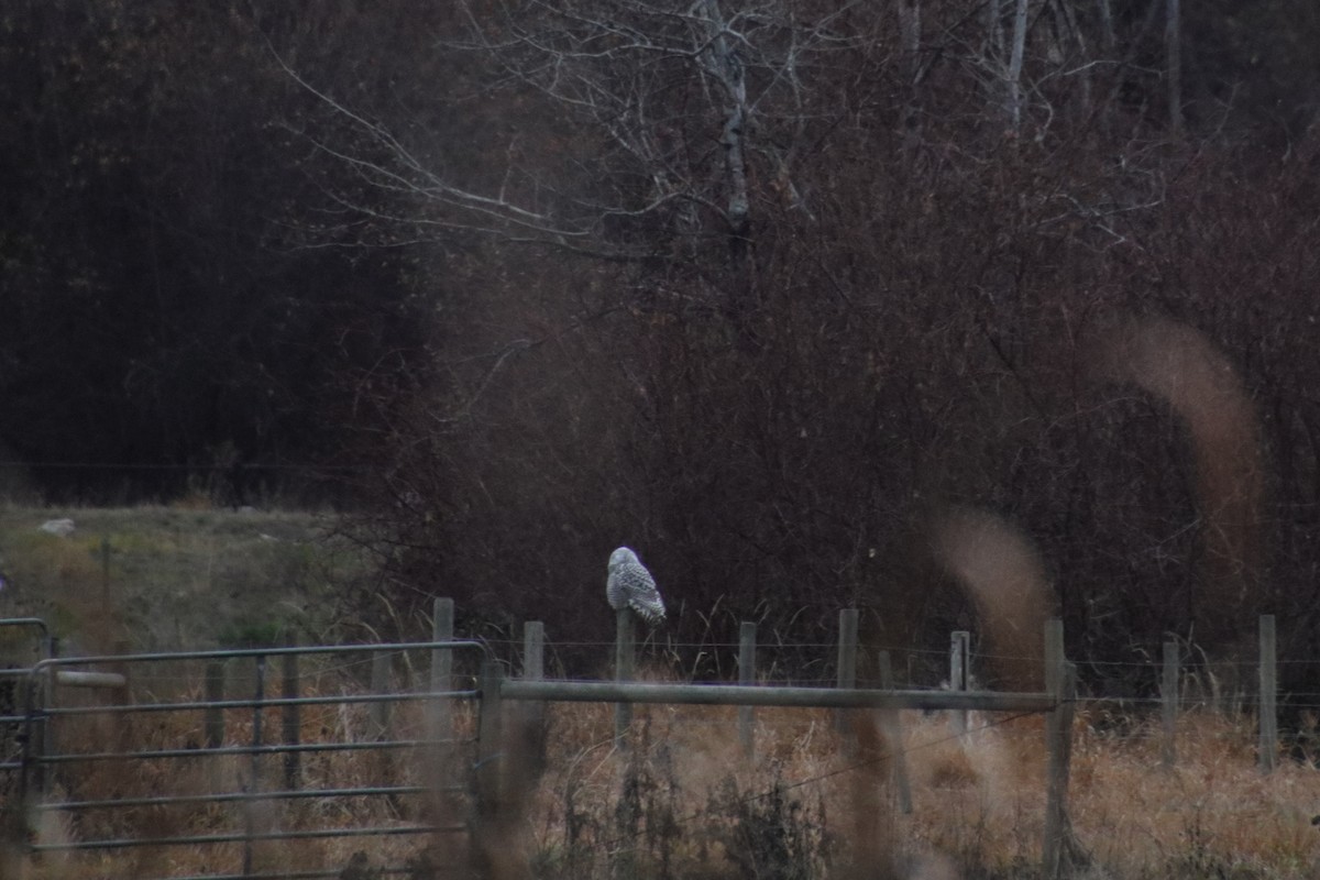 Snowy Owl - ML645866607