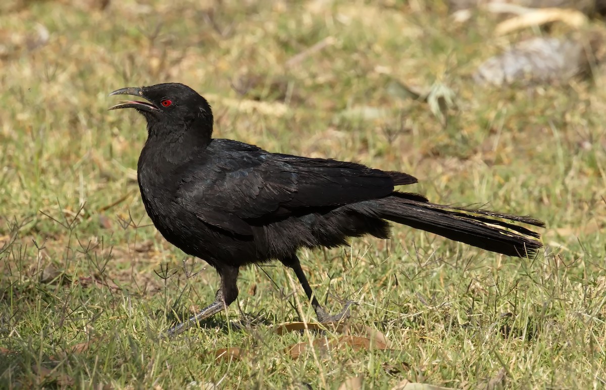 White-winged Chough - ML645866611