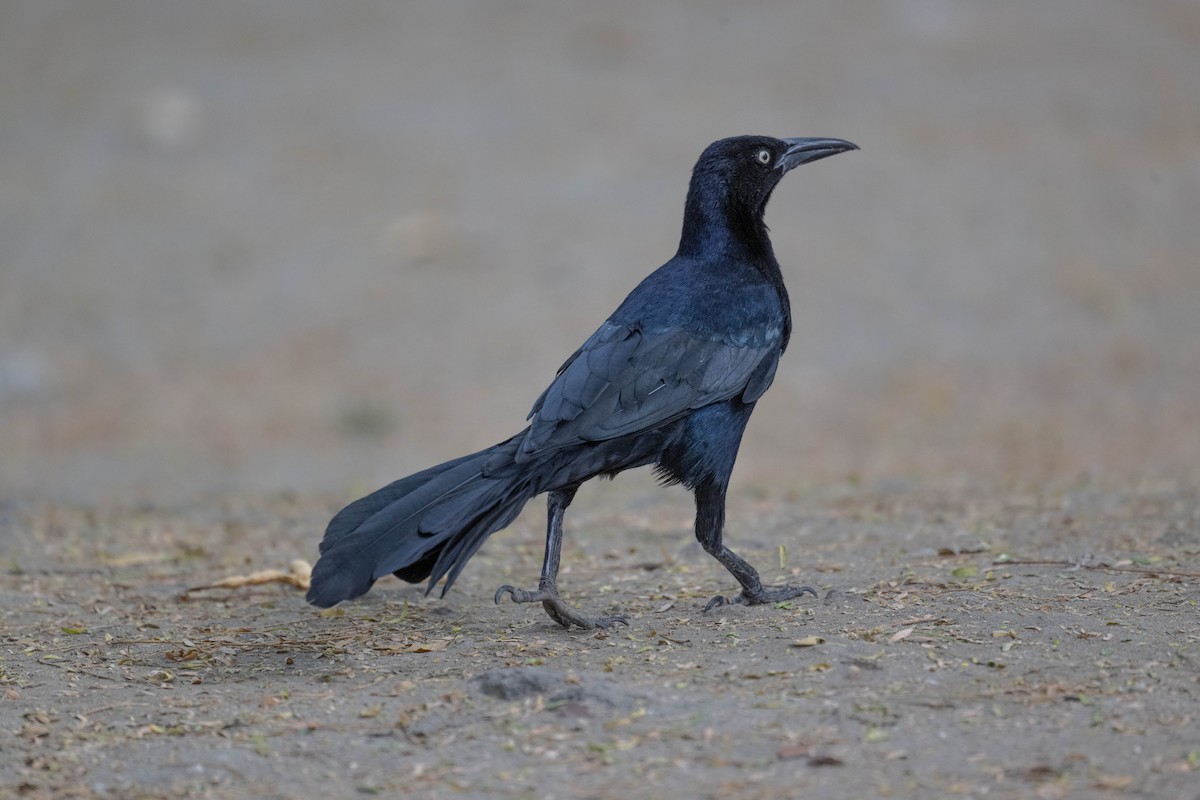 Great-tailed Grackle - ML645866613