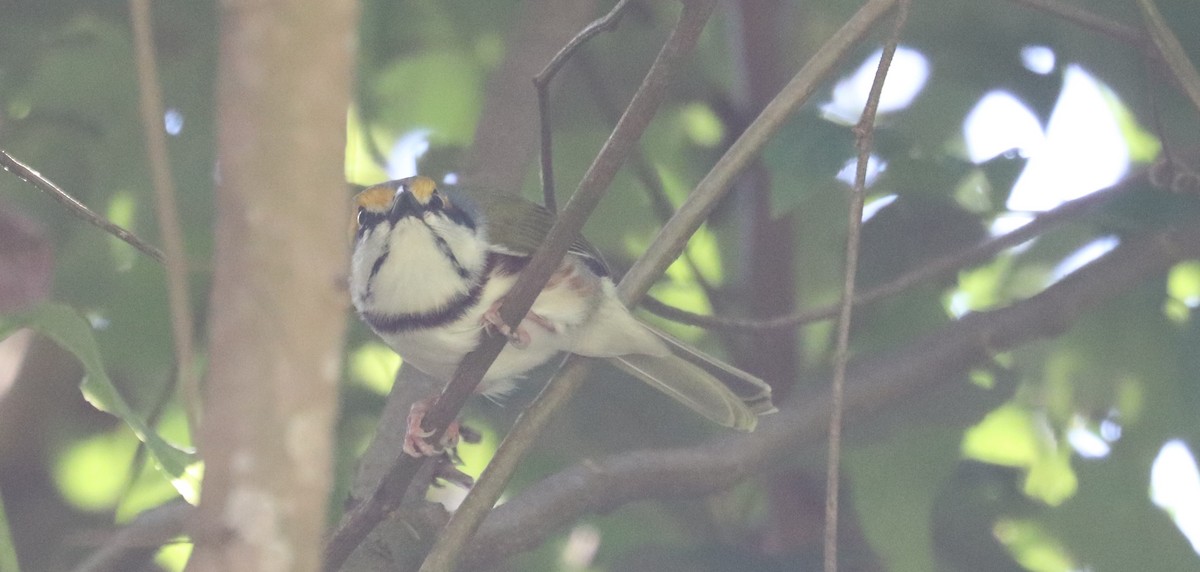Chestnut-sided Shrike-Vireo - ML645866621
