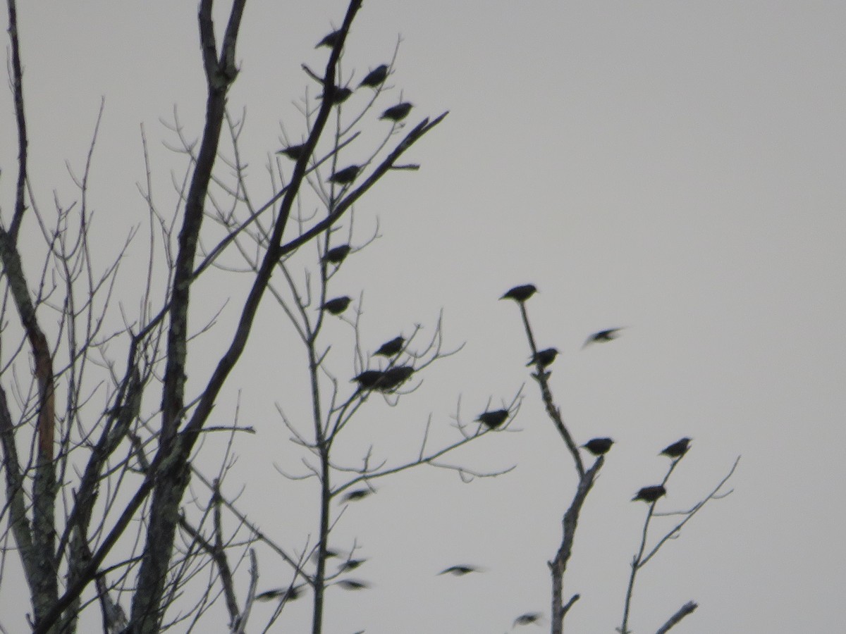 European Starling - ML645866622