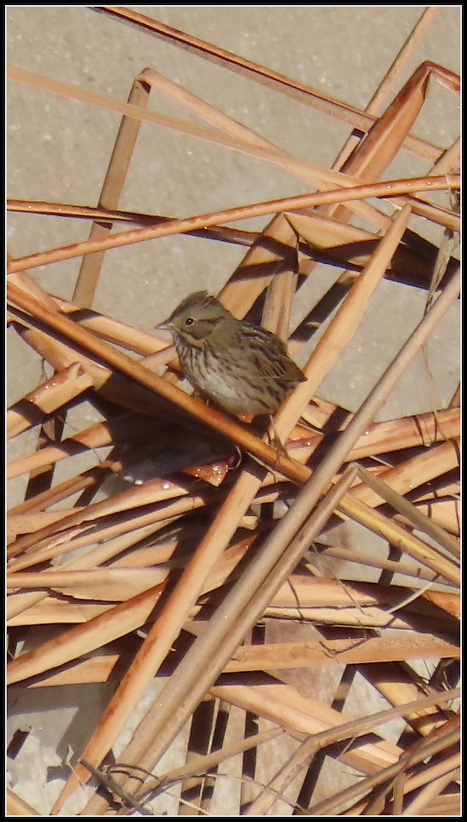 Lincoln's Sparrow - ML645866624