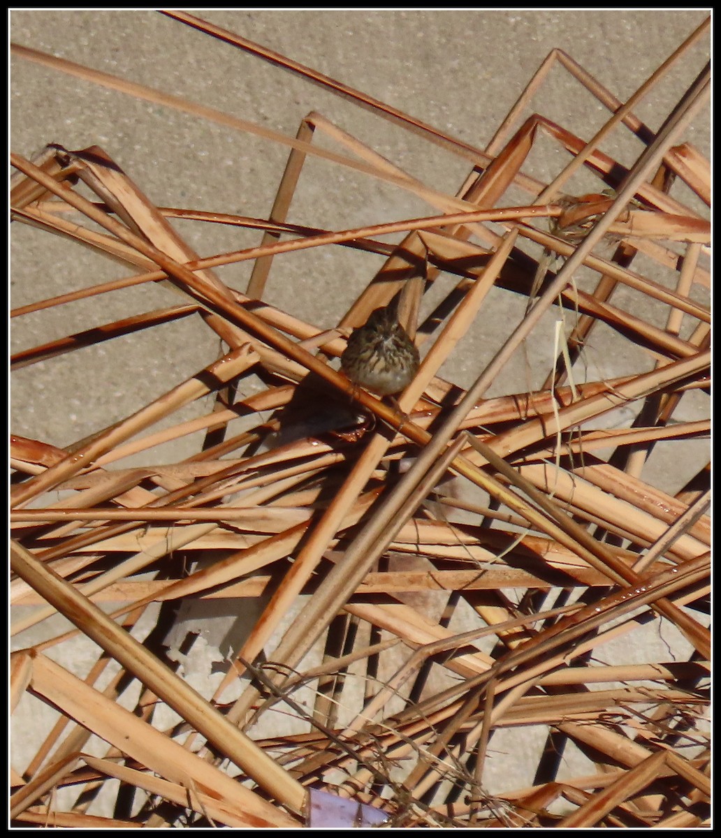 Lincoln's Sparrow - ML645866625