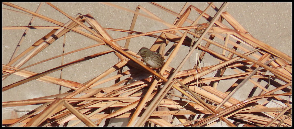 Lincoln's Sparrow - ML645866626