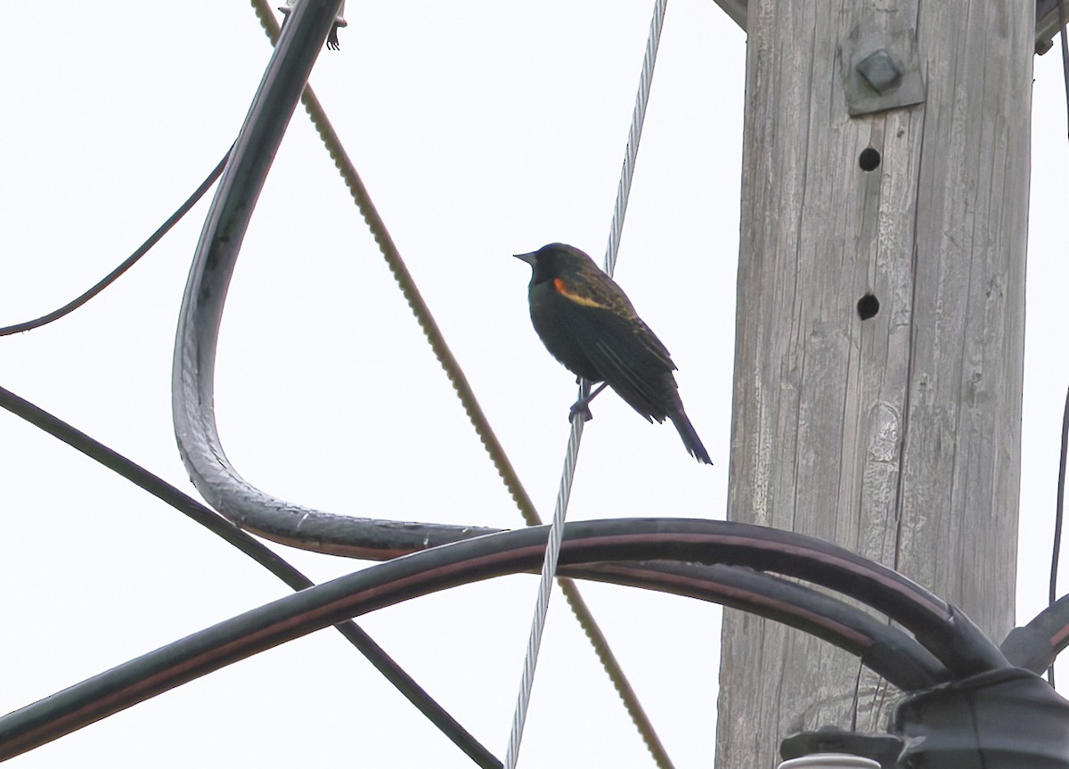 Красноплечий трупиал - ML645866627