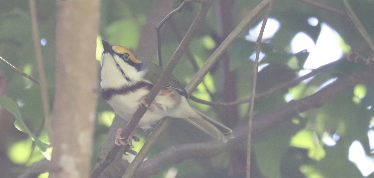 Chestnut-sided Shrike-Vireo - ML645866640