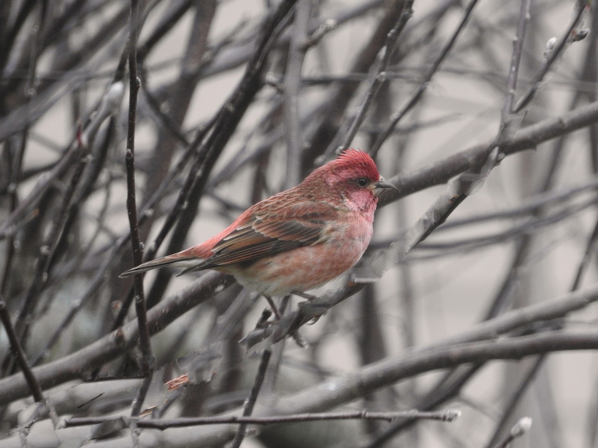 hýl nachový - ML645866641