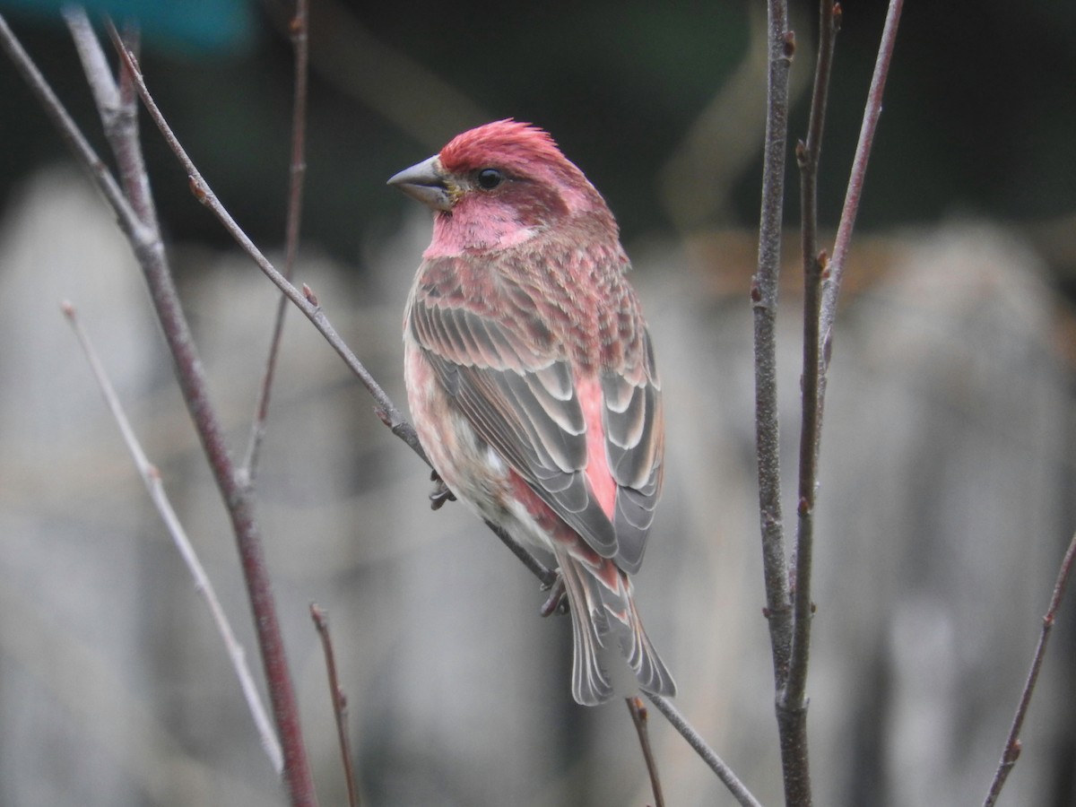 hýl nachový - ML645866642