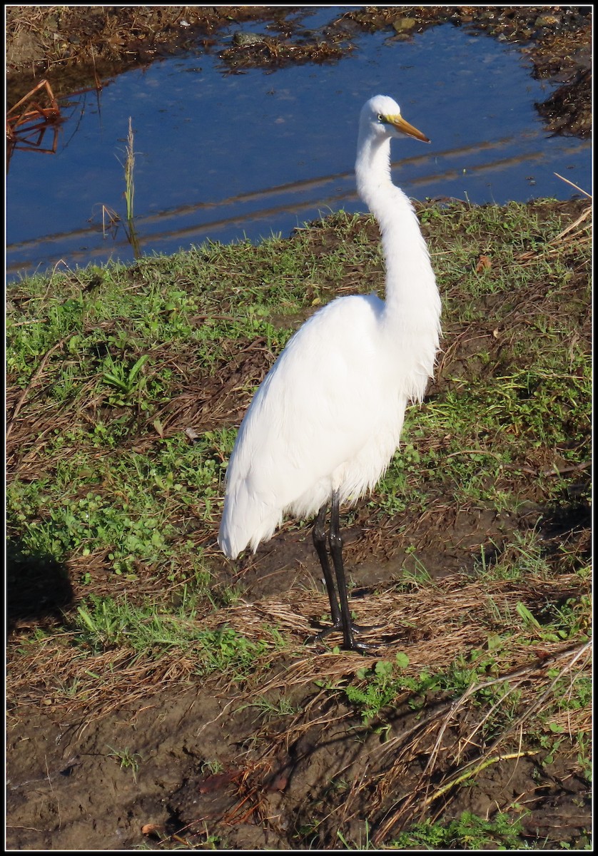 Silberreiher - ML645866647