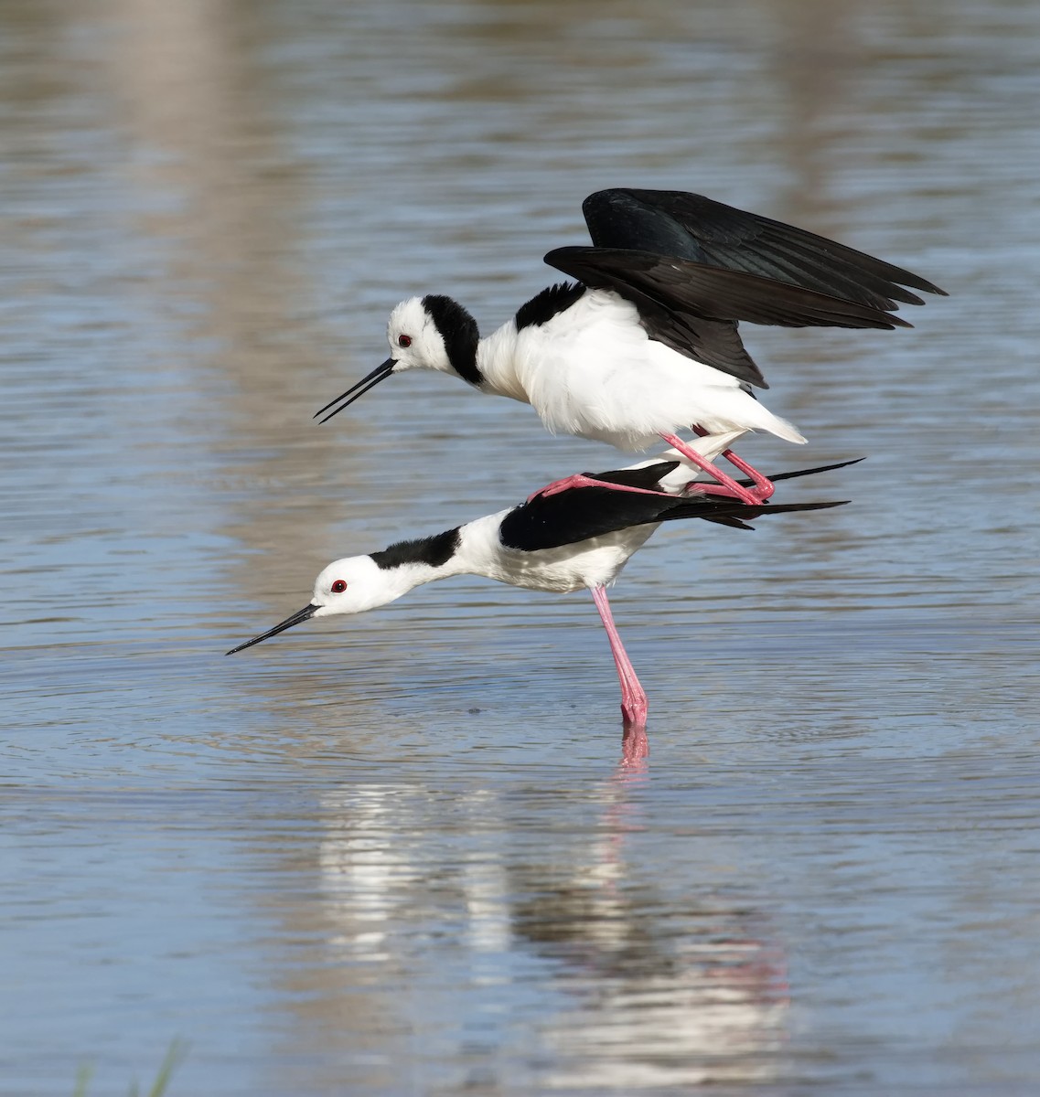 黑領高蹺鴴 - ML645866648