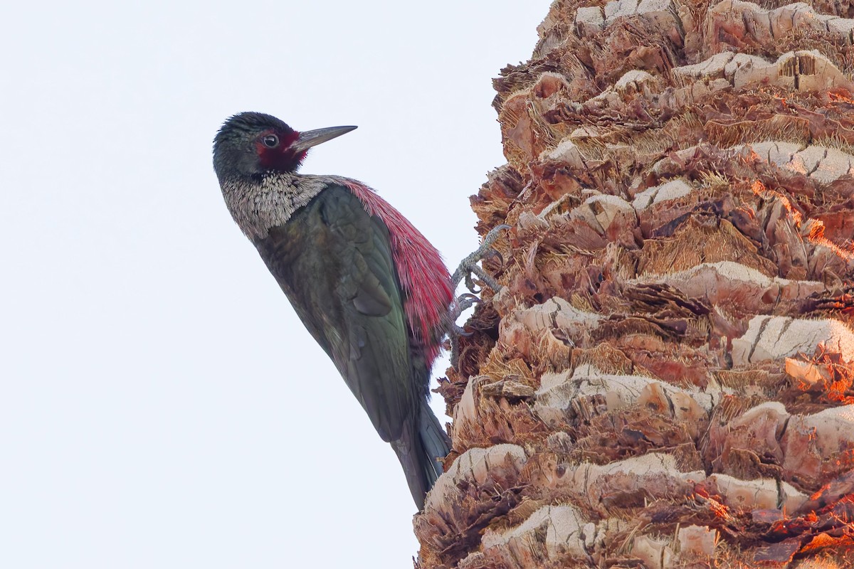 Blutgesichtspecht - ML645866650