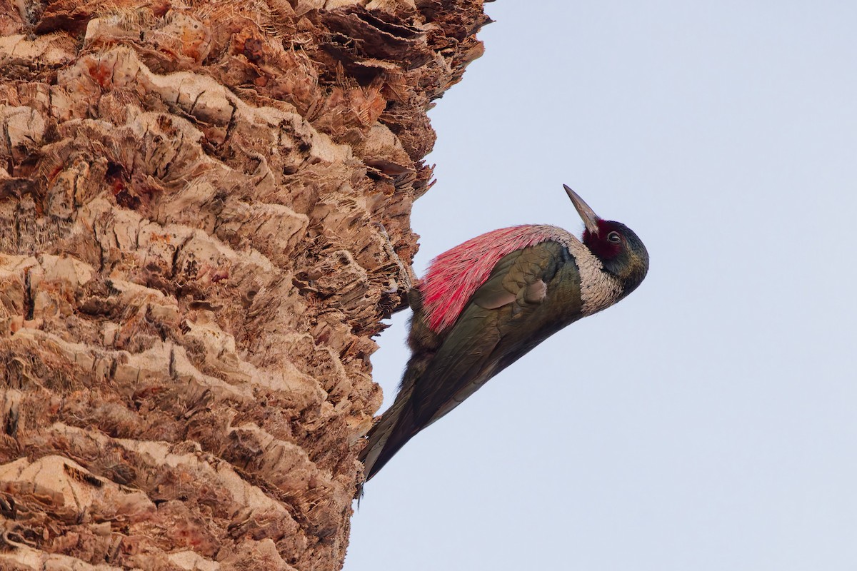 Blutgesichtspecht - ML645866651