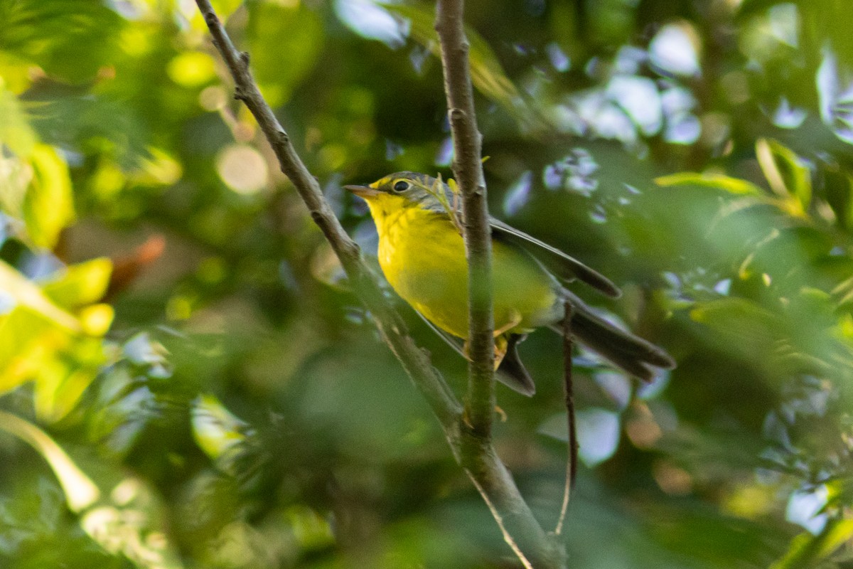 Paruline du Canada - ML645866653
