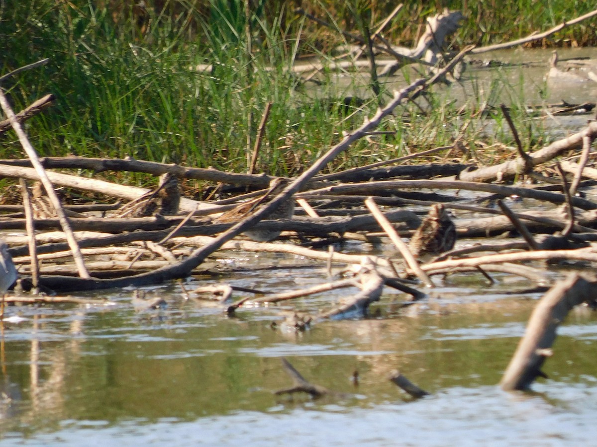 Wilson's Snipe - ML645866660