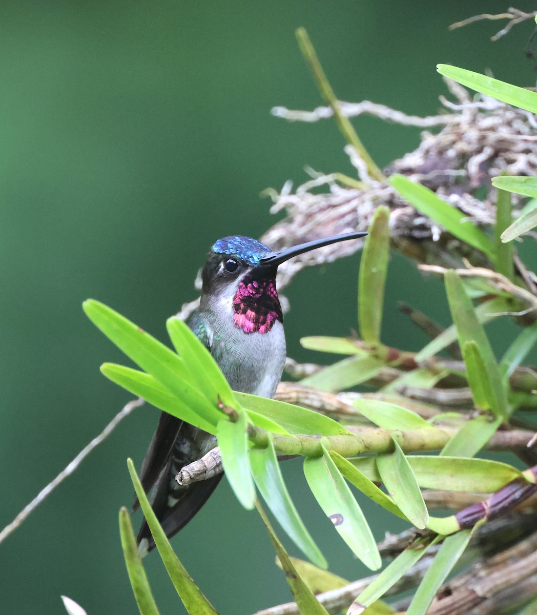 Long-billed Starthroat - ML645866661