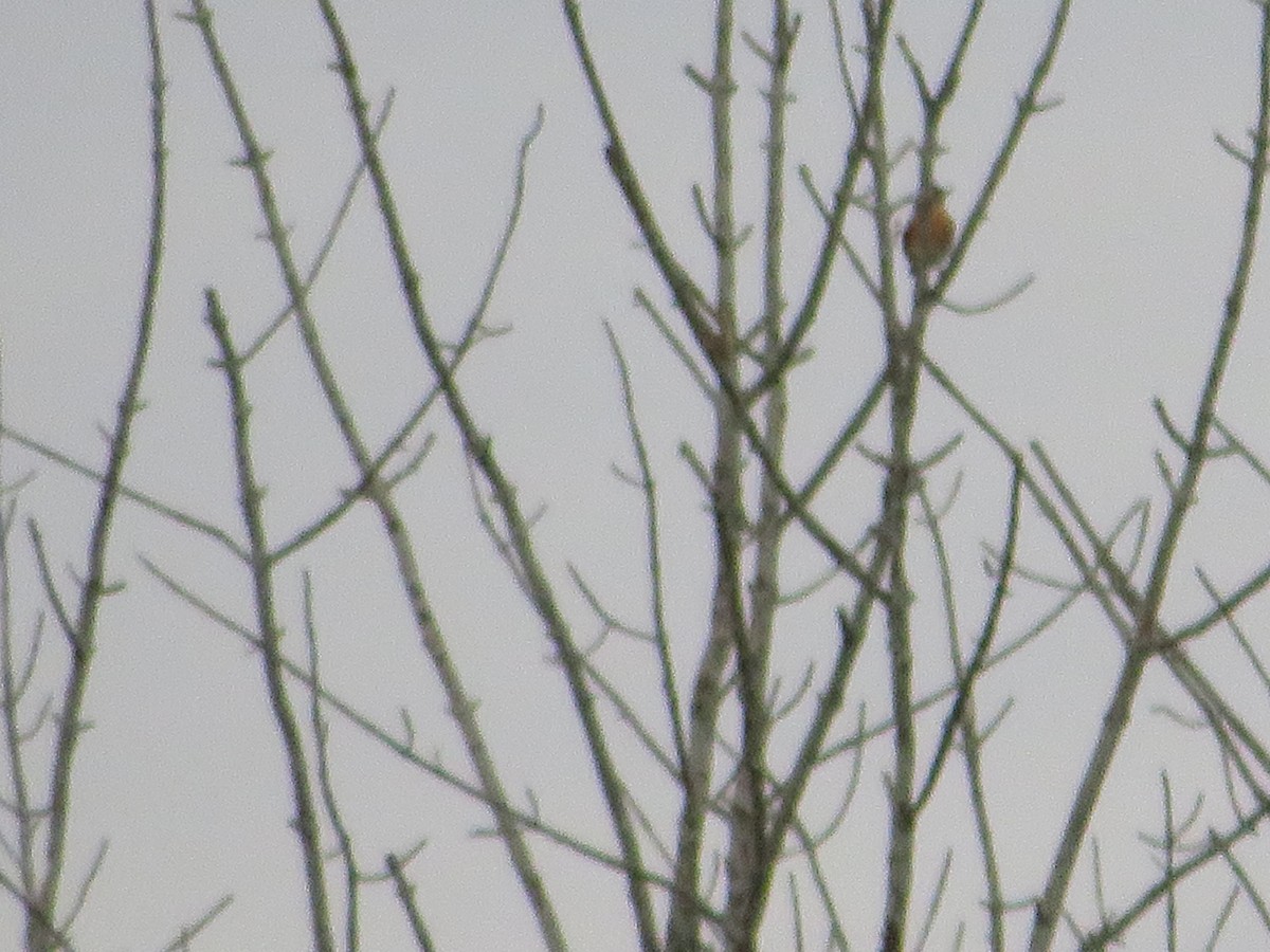 American Robin - ML645866667