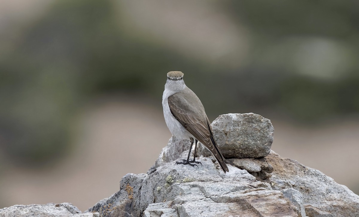 White-browed Ground-Tyrant - ML645866672