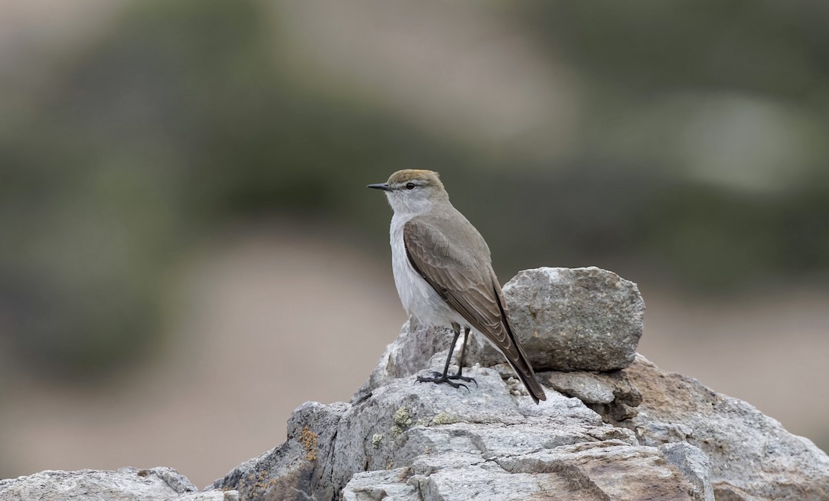 White-browed Ground-Tyrant - ML645866673