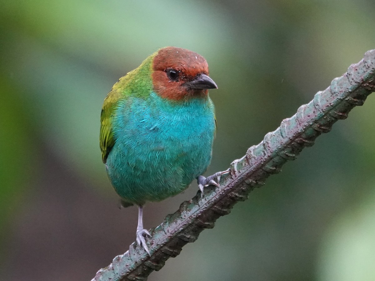Bay-headed Tanager - ML645866678