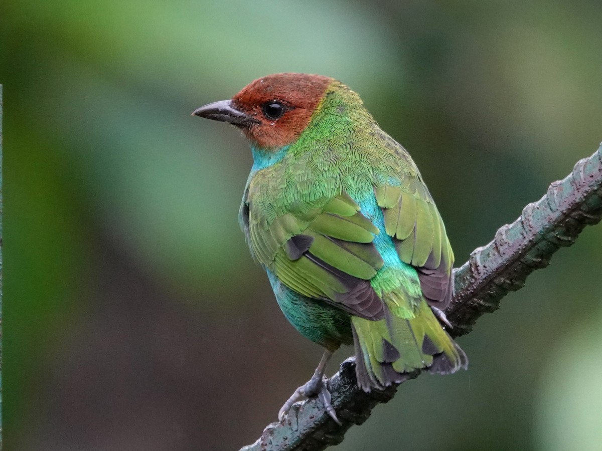 Bay-headed Tanager - ML645866679