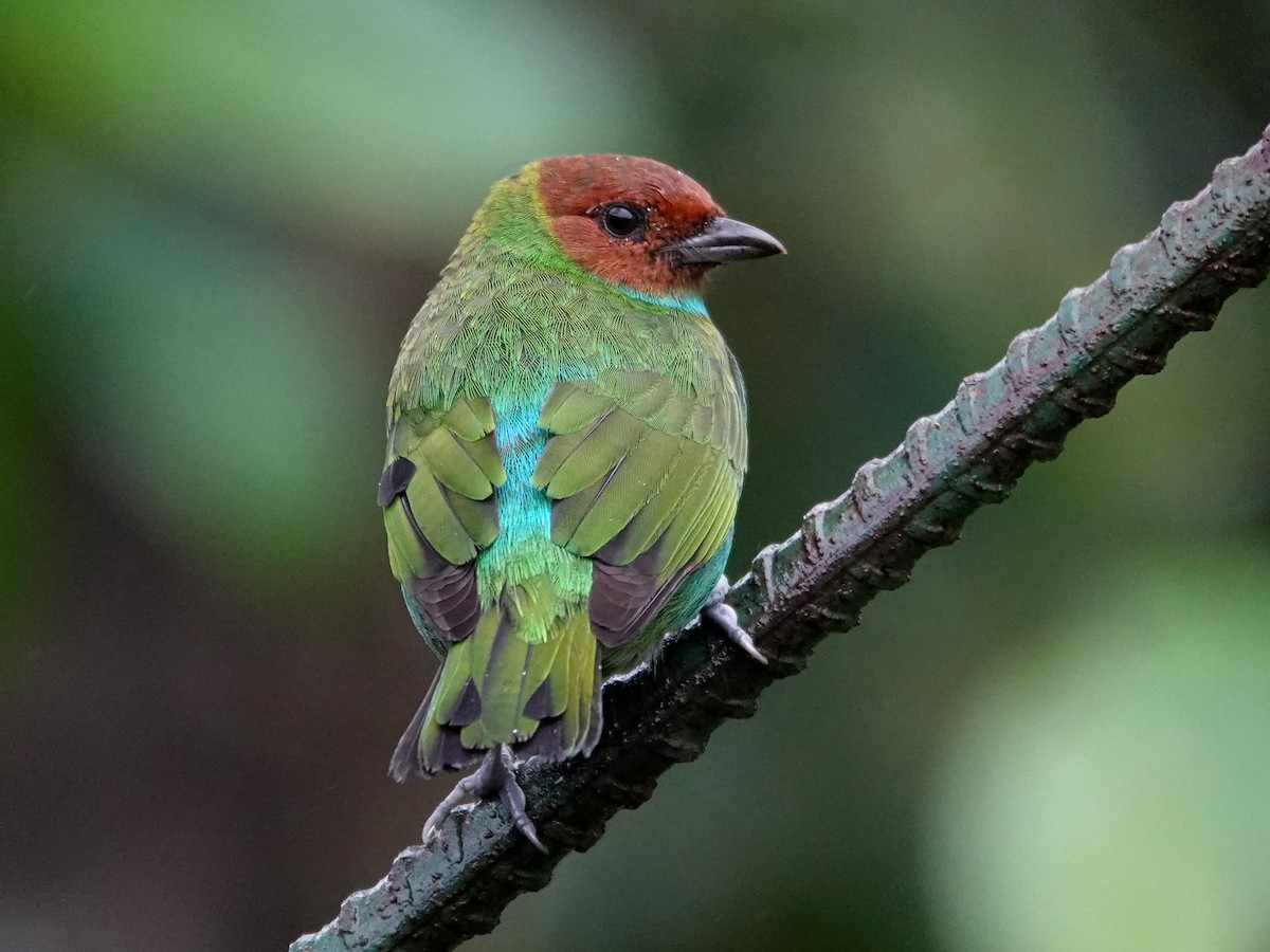 Bay-headed Tanager - ML645866680