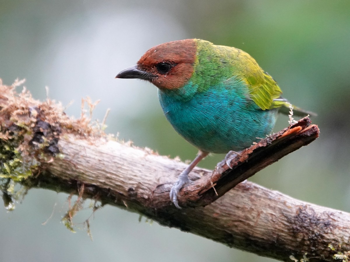 Bay-headed Tanager - ML645866681