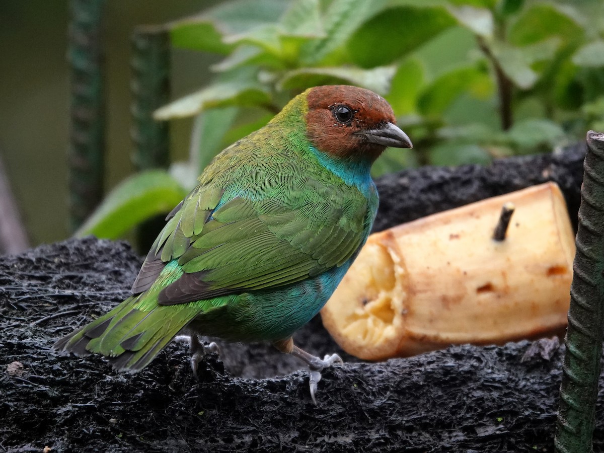 Bay-headed Tanager - ML645866682