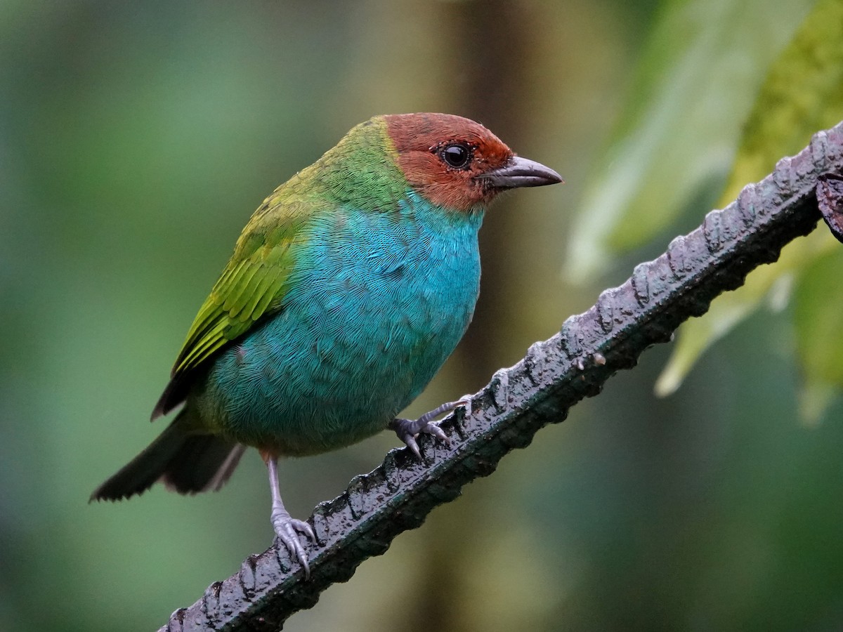 Bay-headed Tanager - ML645866685