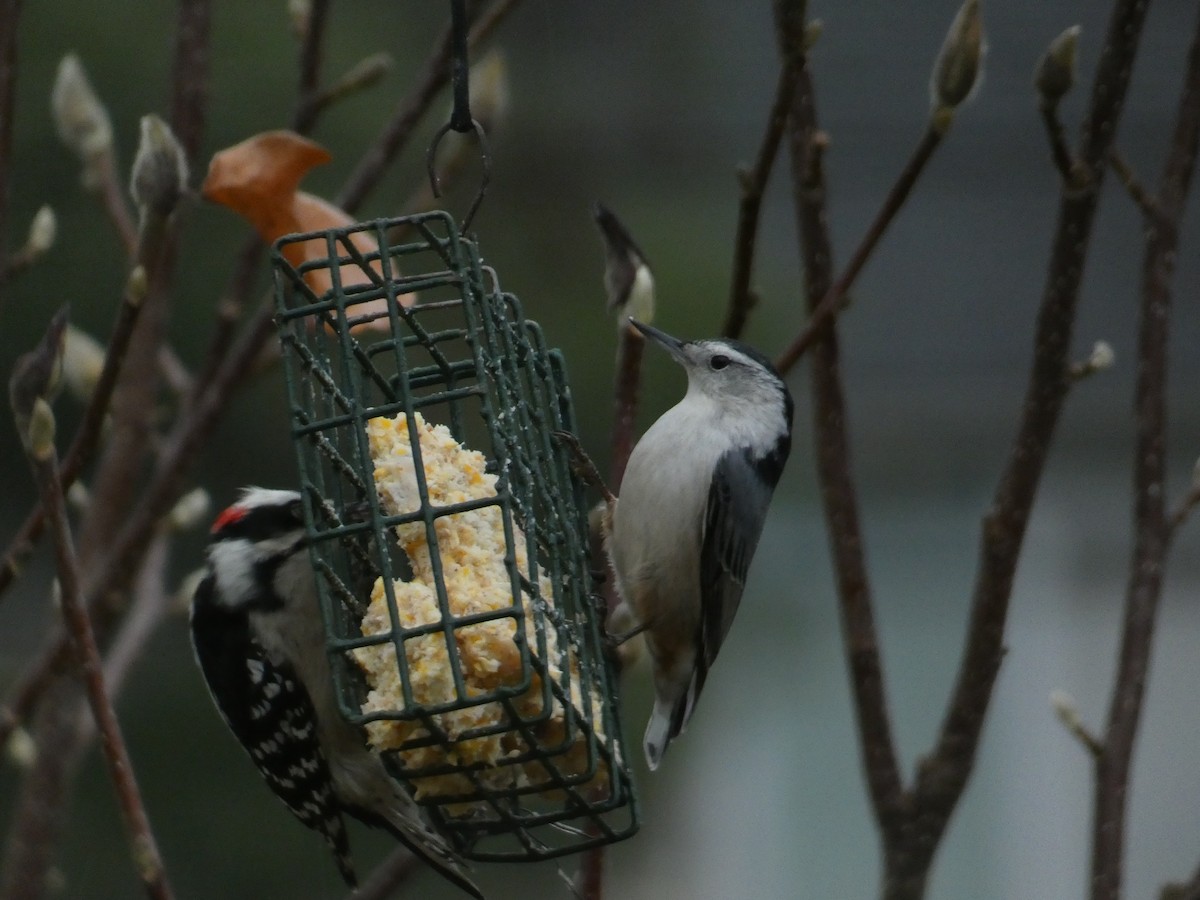 Downy Woodpecker - ML645866688