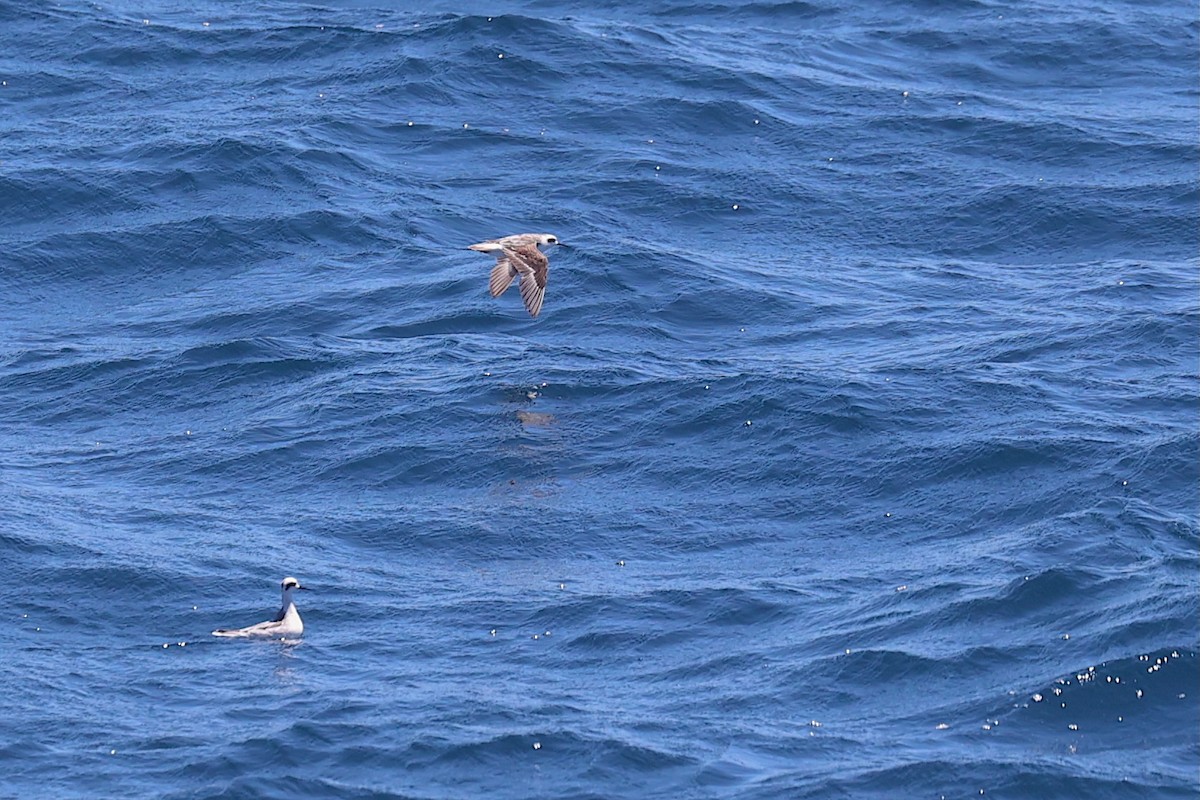 Red-necked Phalarope - ML645866695