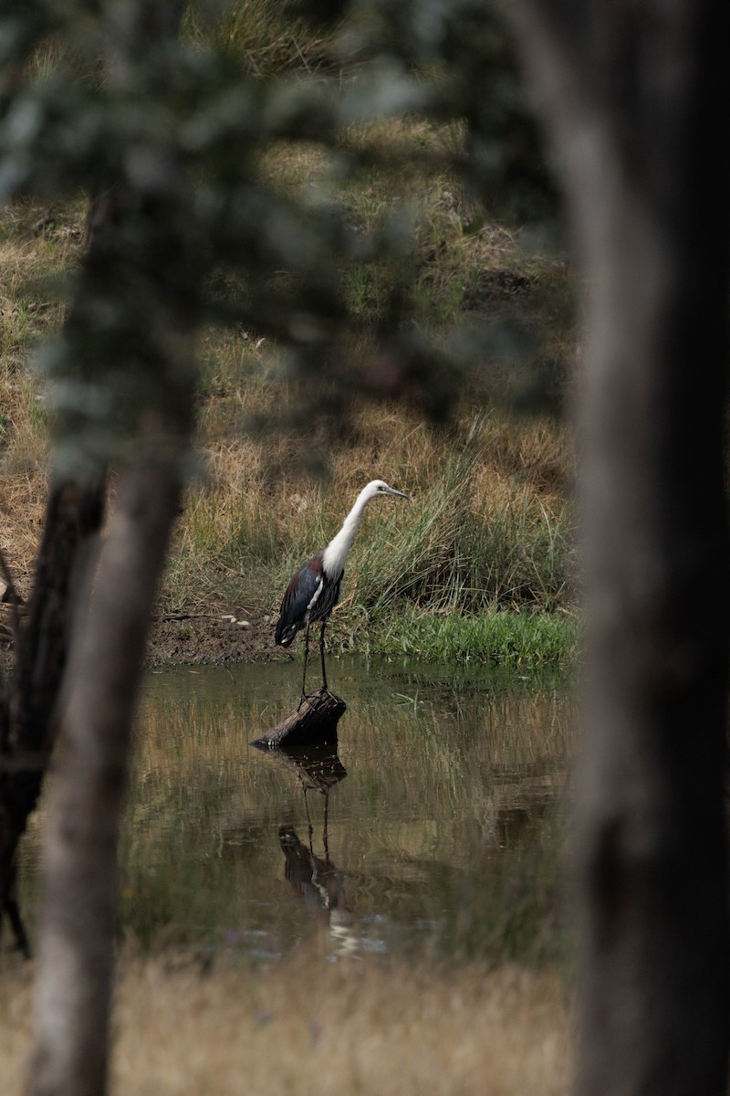 Pacific Heron - ML645866697