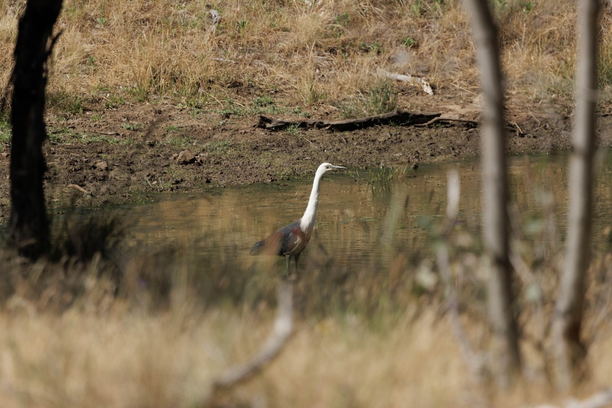 Pacific Heron - ML645866701