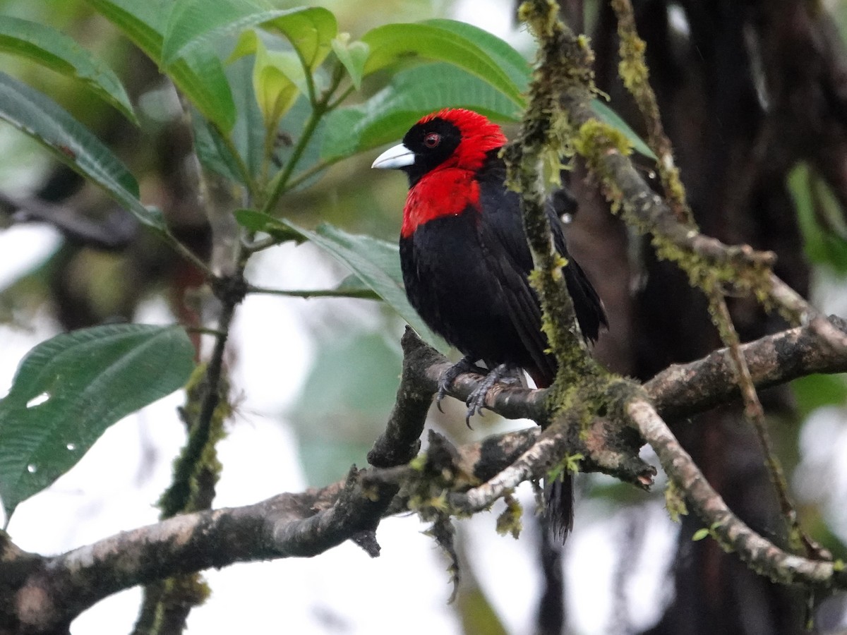 Crimson-collared Tanager - ML645866702